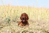 SETTER IRLANDAIS 037